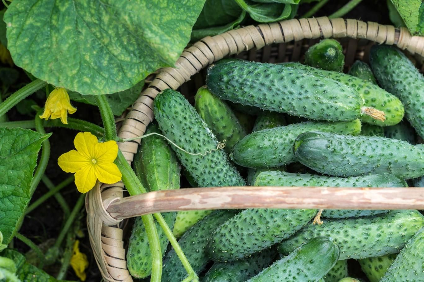 Традиционные сорта огурцов отлично подходят для консервации и засолки.