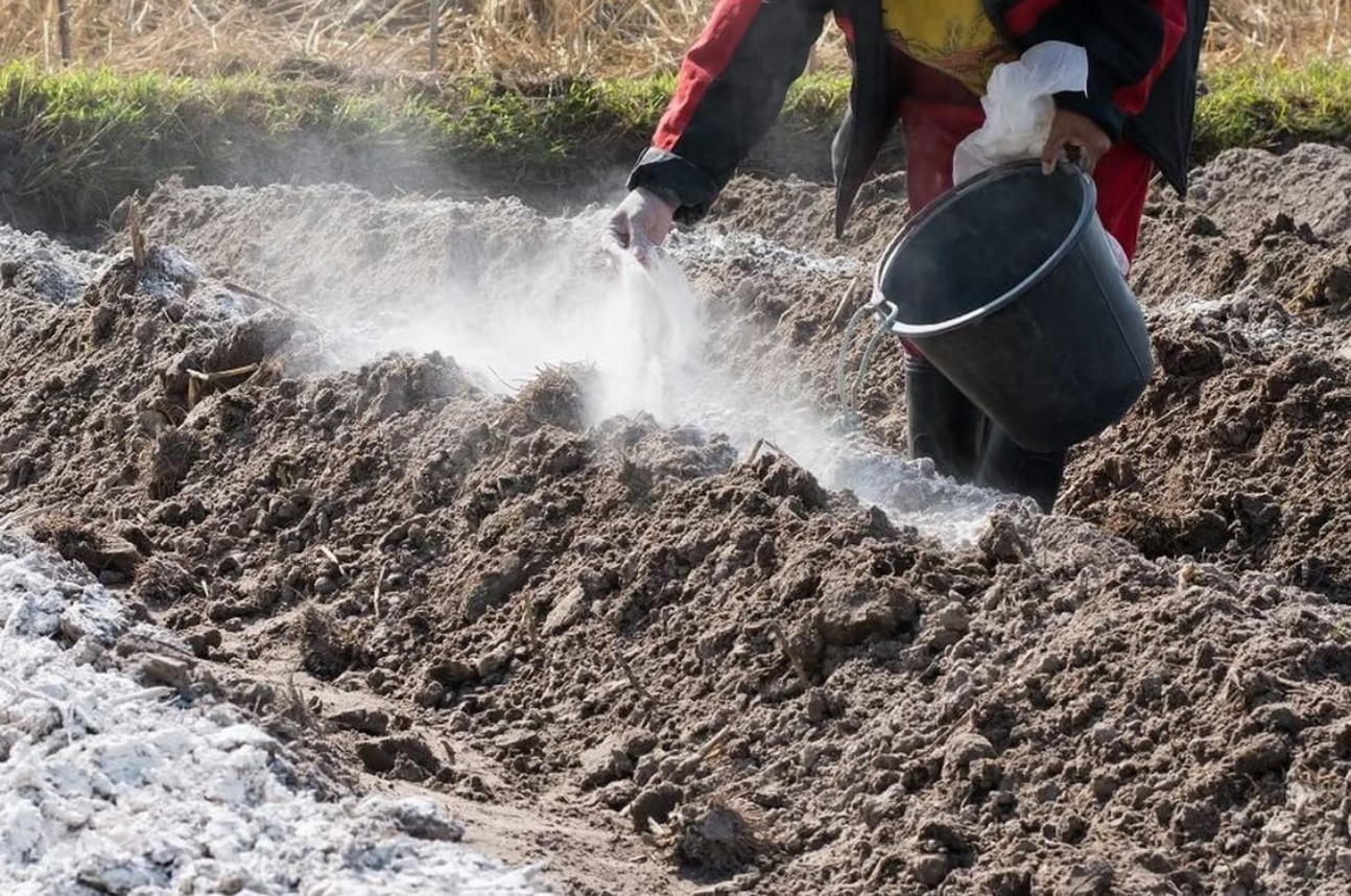 Для профилактики и в случае тяжёлых заболеваний почвы лучше всего использовать химикаты.
