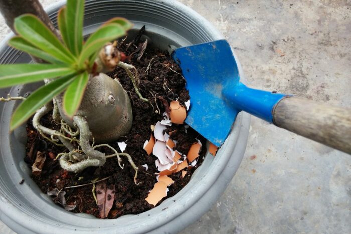 Также можно использовать яичную скорлупу и для удобрения комнатных растений. \ Фото: rd.com.