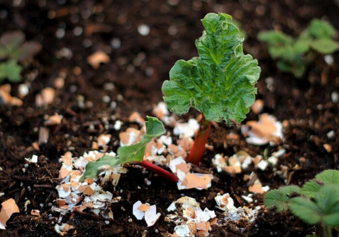 Яичная скорлупа поможет защитить растения от вредоносных насекомых. \ Фото: everchem.com.my.