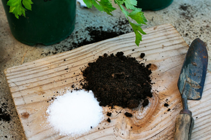 Английская соль полезна для растений. \ Фото: growitch.com.