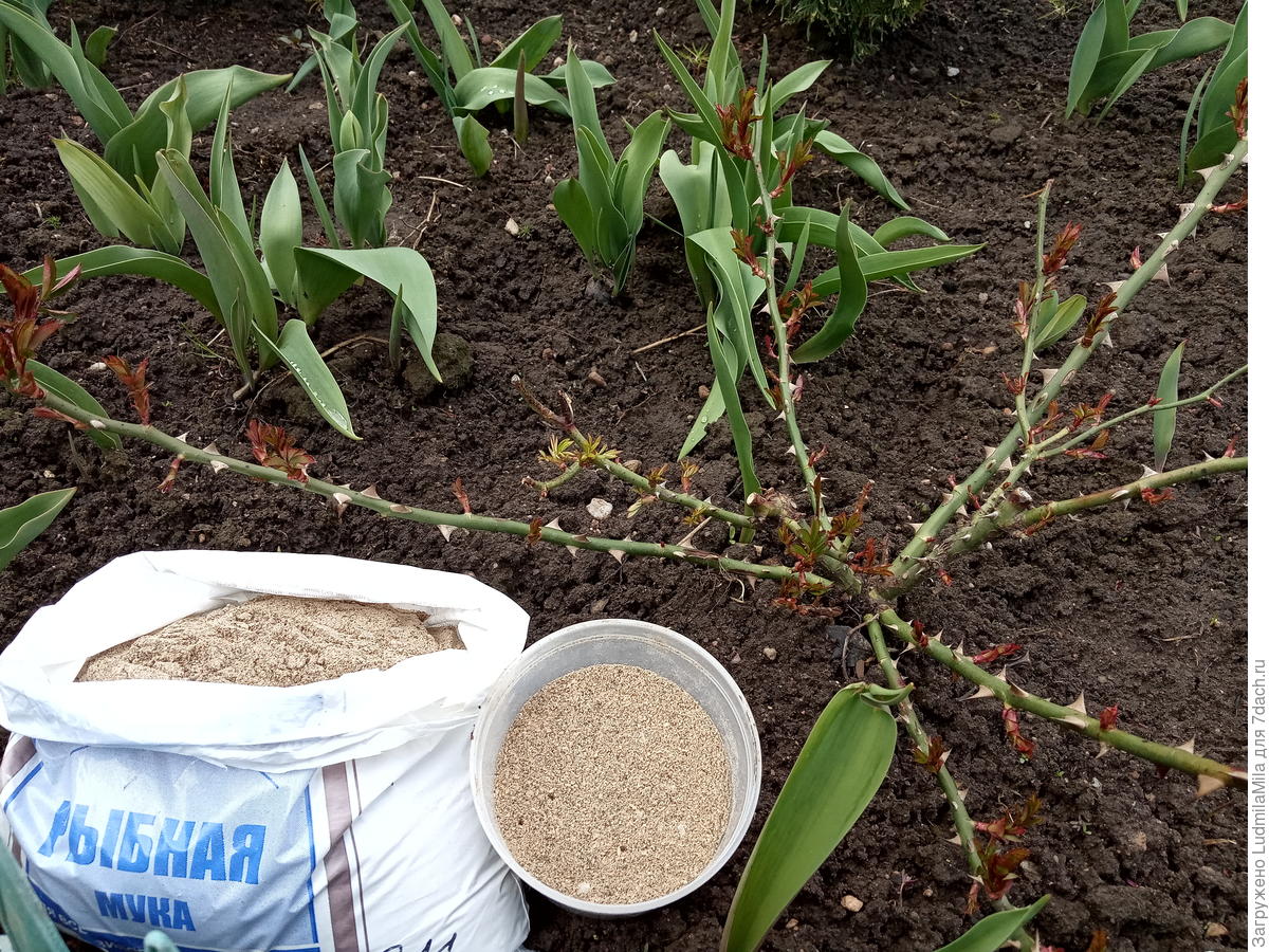 Использовать рыбную муку нужно строго в срок и согласно инструкции на упаковке.