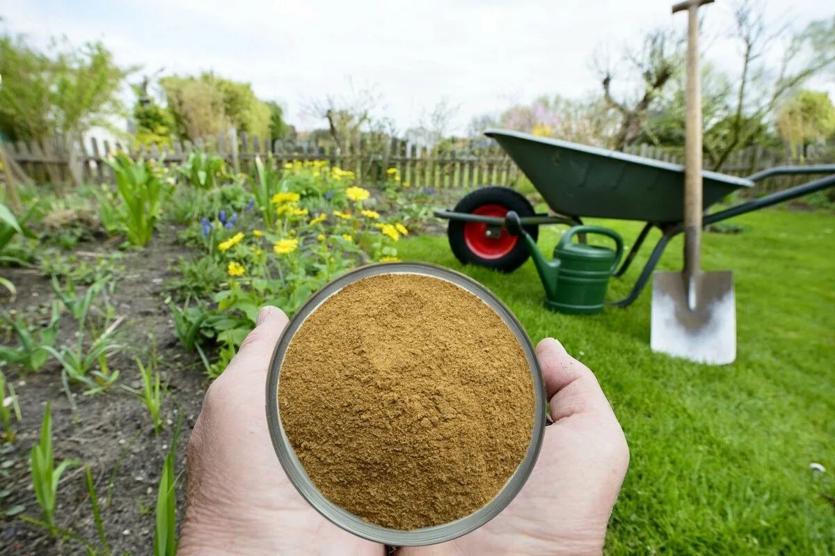 Рыбная мука подходит для большинства растений, в том числе и для декоративных.