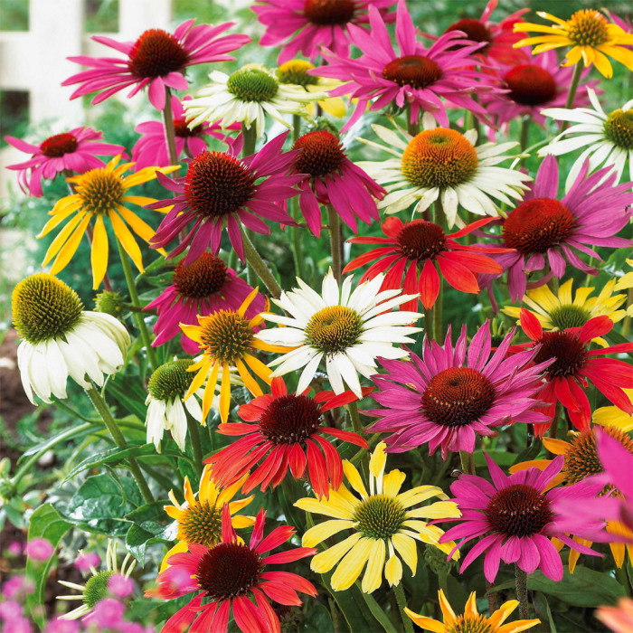Эхинацея будет радовать вас своей неувядомой красотой на протяжении всего сезона цветения. \ Фото: ducatillon.com.