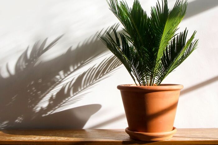 Саговая пальма также будет лишней в вашем доме. \ Фото: plantura.garden.