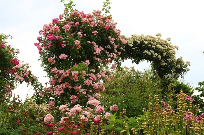 Вьющиеся розы отлично подойдут для украшения садовой арки. \ Фото: blogspot.com.