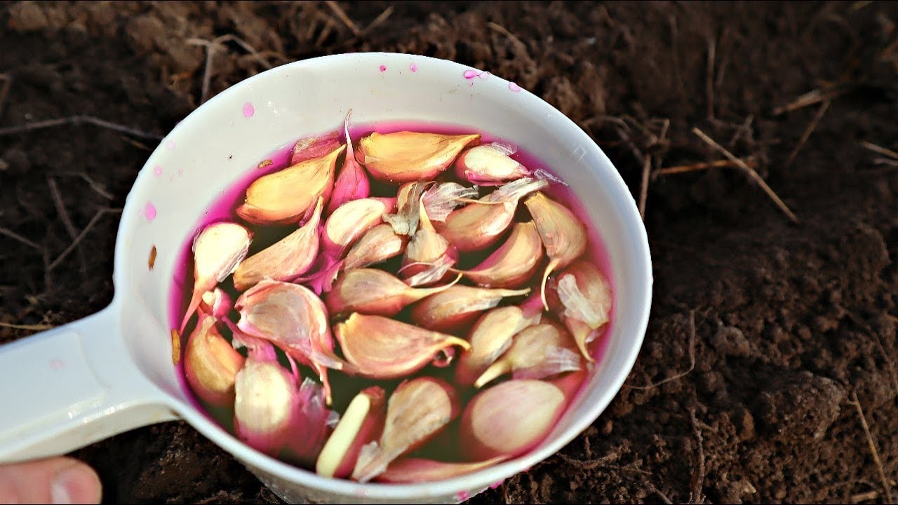 А ещё чеснок можно замочить и тогда его будет легче почистить.