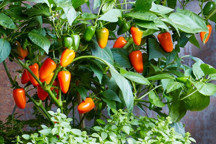 На подоконнике также можно выращивать сладкий перец. \ Фото: bhg.com.