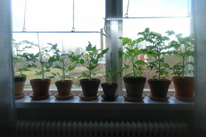 А вот помидоры можно выращивать практически круглый год на собственном подоконнике. \ Фото: sarabackmo.com.