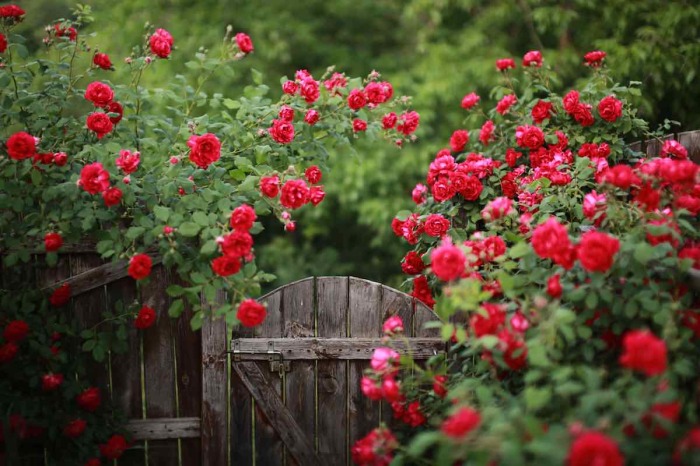 Изгородь из роз украшает сад