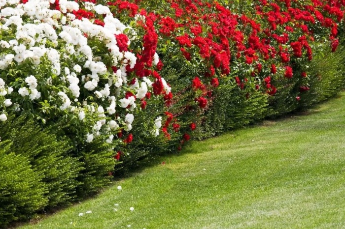 Комбинированная изгородь из двух цветов роз. \ Фото: google.com.
