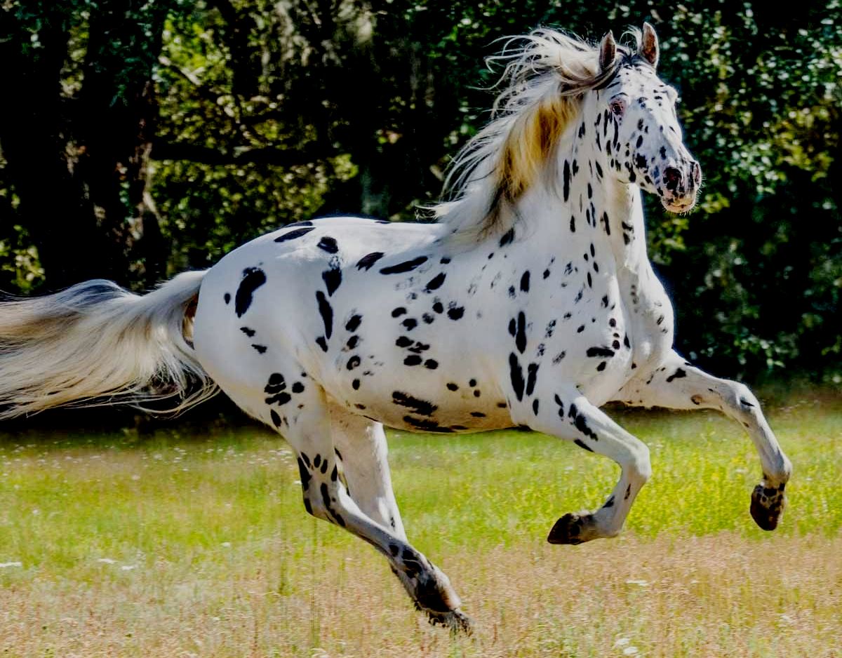 Великолепный Кнабструппер. \ Фото: yanashla.com.