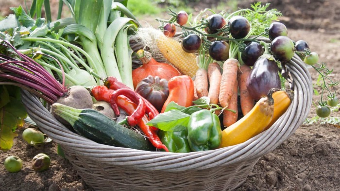 Для повышения урожайности выбирайте правильное соседство овощей. \ Фото: mon-potager-en-carre.fr.
