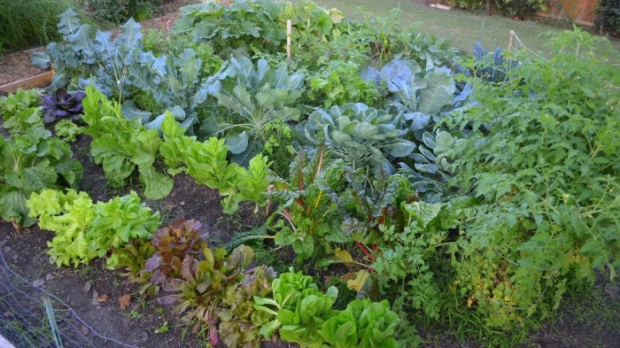 Придерживайтесь полезного соседства при посадке овощей. \ Фото: google.com.