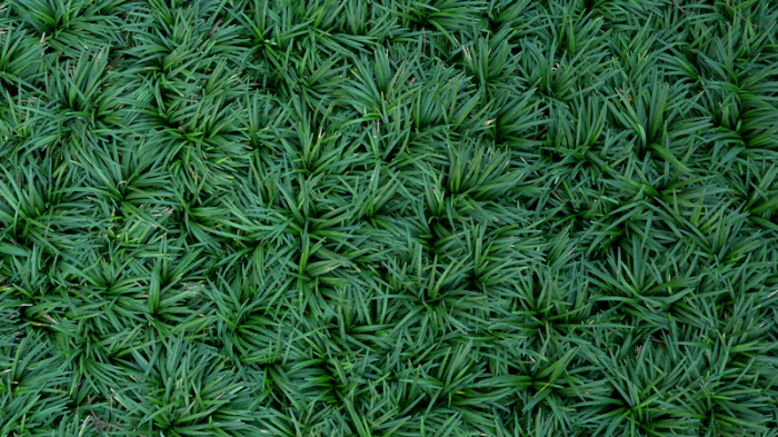 Одна из разновидностей травы мондо. \ Фото: greenwoodnursery.com.