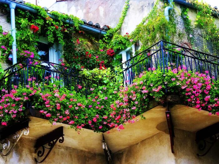 Вьющиеся цветущие растения на балконе. \ Фото: i.redd.it.