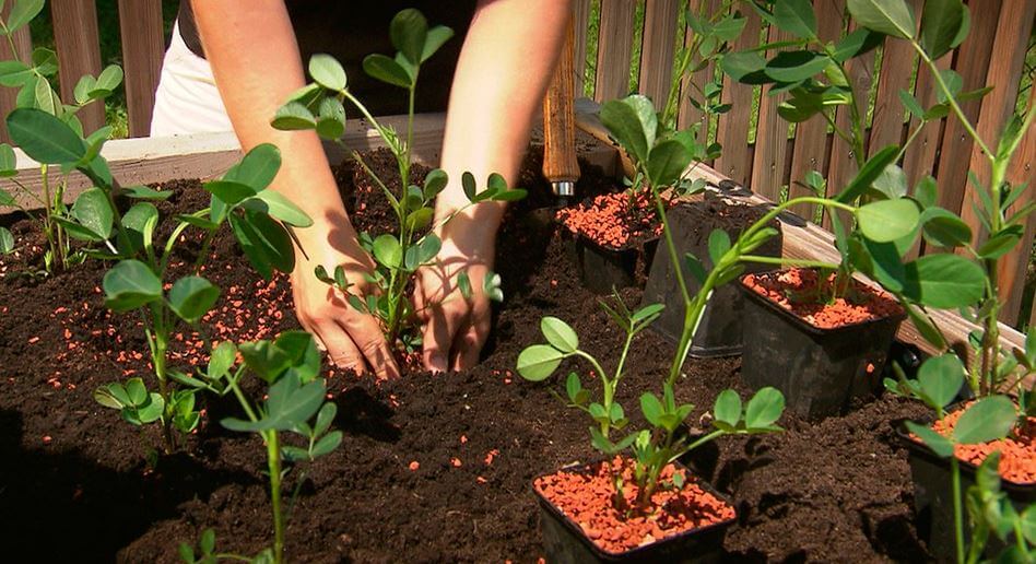 Посадка рассады. Посадка рассады.