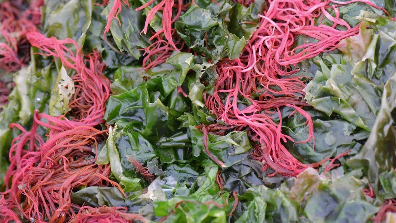 Водоросли настоящий кладезь витаминов, минералов и белка.