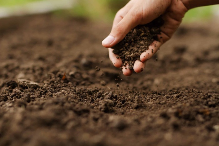 Определить кислотность почвы в домашних условиях можно с помощью подручных средств. \ Фото: plantlet.org.