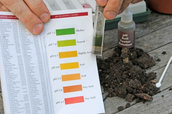 Отвар из смородиновых и вишнёвых листьев также поможет определить кислотность почвы. \ Фото: images.immediate.co.uk.