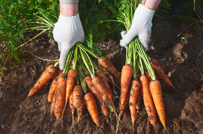 Садим морковь правильно. / Фото: ticketservice-koeln.de.