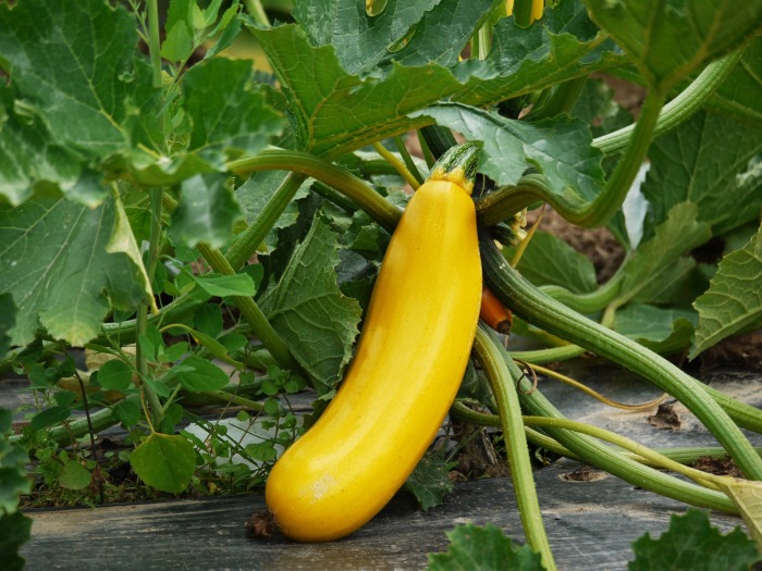 Полезное соседство: В каком порядке сажать овощи, чтобы они дали отменныйурожай