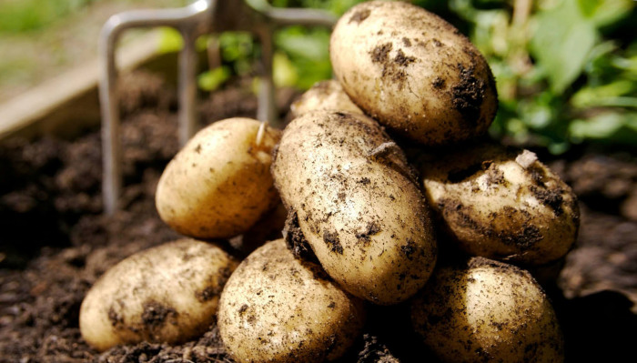 Заботимся о картофеле. / Фото: ogorodnik.net.