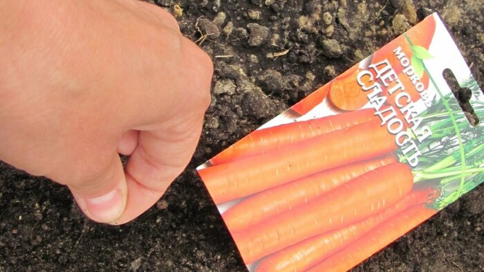 Посев морковки осенью. \ Фото: howtogrow.news.