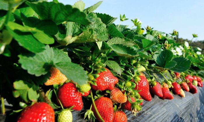 Выбирая сорт клубники, ориентируйтесь не только на свой вкус, а и на климатические условия, состав почвы и другие немаловажные факторы. \ Фото: images.ctfassets.net.