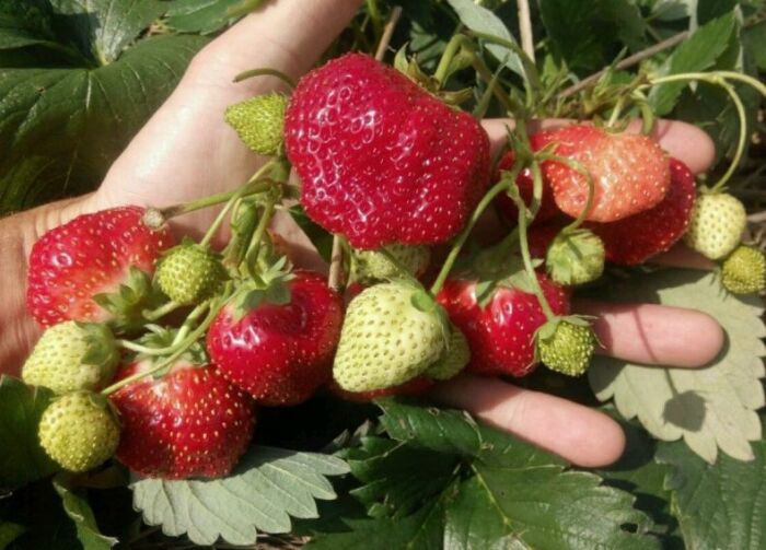 Сорт клубники Елизавета 2 - не только сладкая, но и плодоносная. \ Фото: i1.storeland.net.