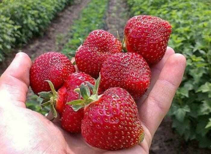 Клубника русский размер - зимостойкая, ароматная и очень вкусная. \ Фото: bing.com.