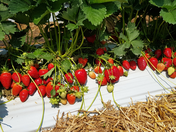 Сорт клубники квики. \ Фото: bing.com.