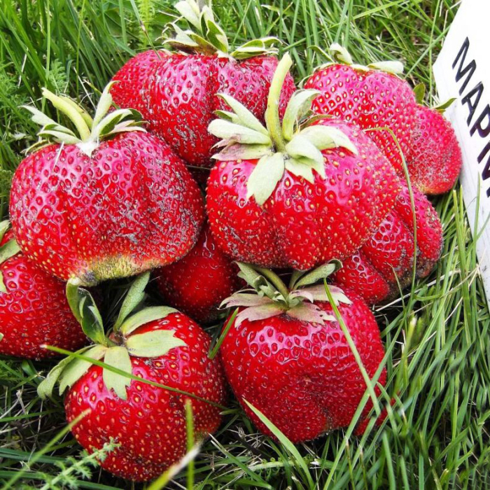 Сорт клубники мармелада. \ Фото: google.com.