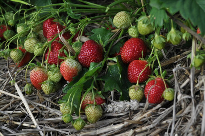 Сорт клубники полька. \ Фото: leafgarden.ru.