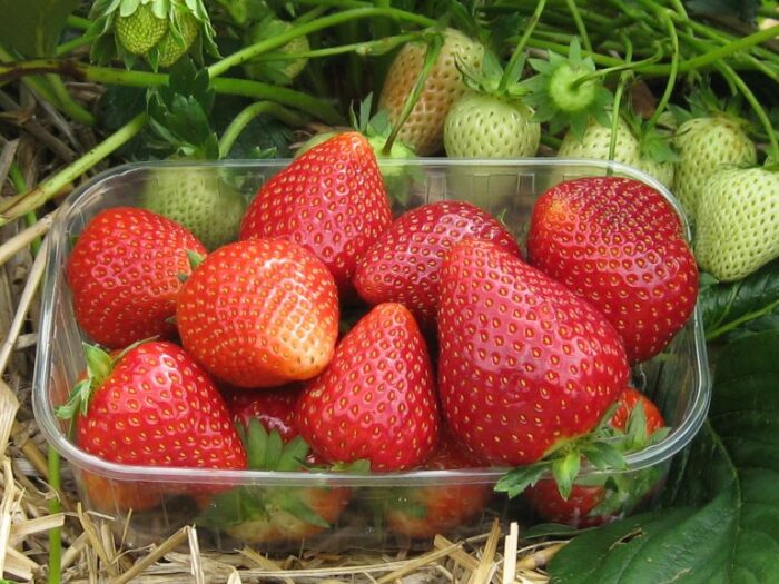 Ещё один очень вкусный сорт клубники - марисоль. \ Фото: sadzonki-truskawek.eu.