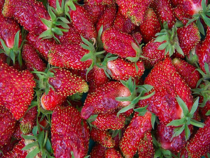 сорт клубники мальвина - сочный и сладкий. \ Фото: s15.stc.all.kpcdn.net.