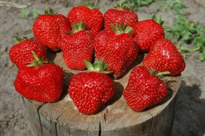 Крупная, сладкая и ароматная - сорт клубники фестивальная. \ Фото: bing.com.