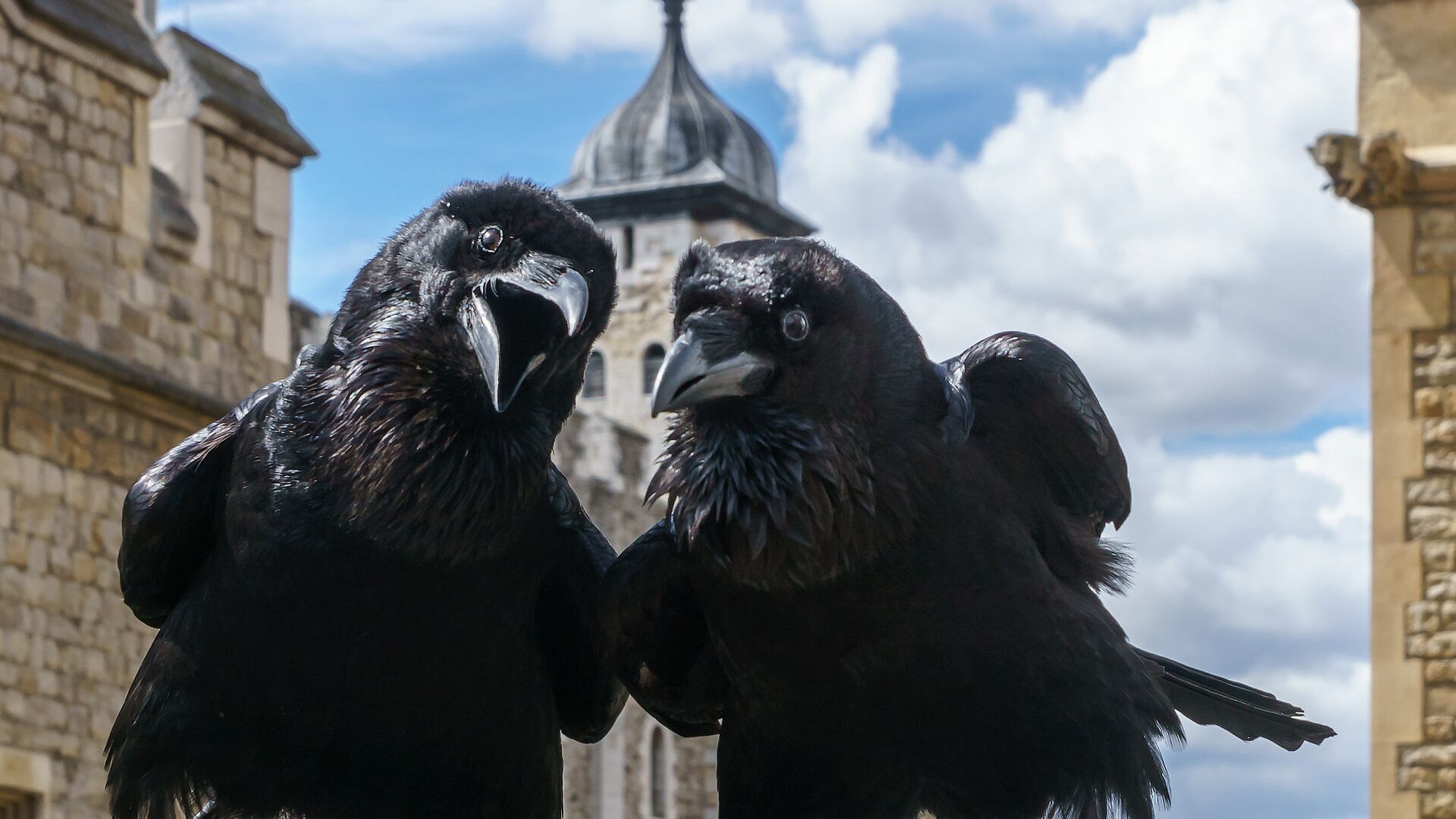 В Болгарии дети отдают свой зубик ворону. В Болгарии дети отдают свой зубик ворону.