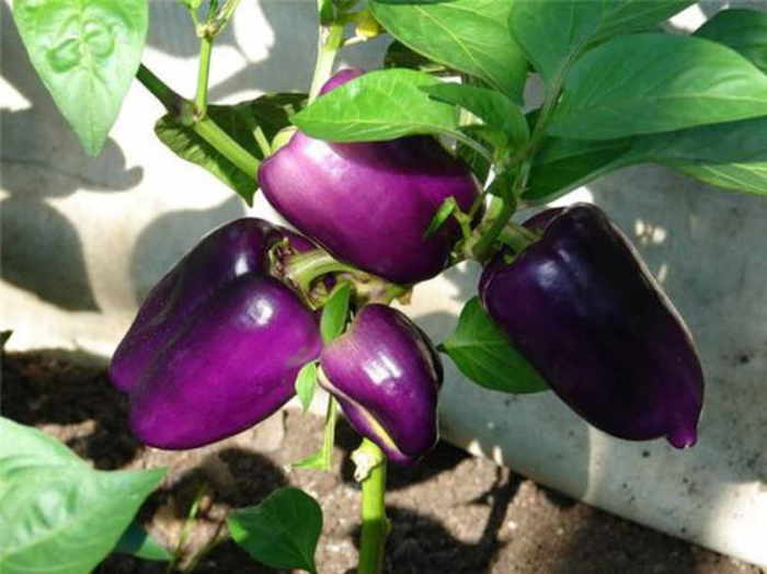 Фиолетовый сладкий перец. \ Фото: google.com.
