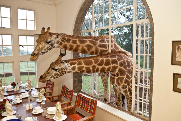 Отель Giraffe Manor, Кения.