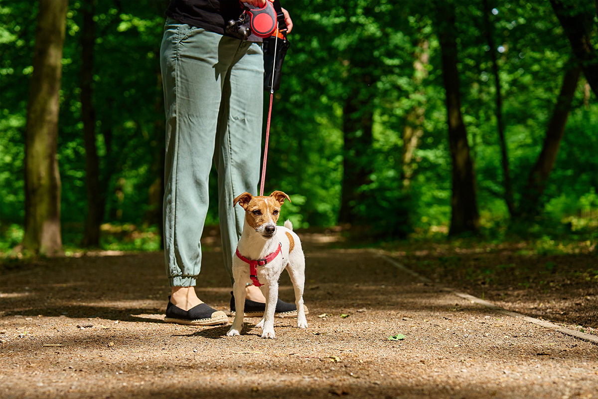А сколько раз на день вы выгуливаете своего питомца?