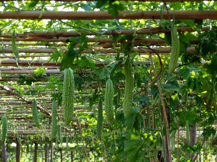 Выращивание овощей в беседке. \ Фото: blogspot.com.