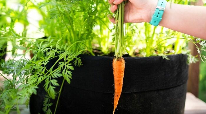 Выращивание морковки на подоконнике в квартире. \ Фото: allaboutgardening.com.