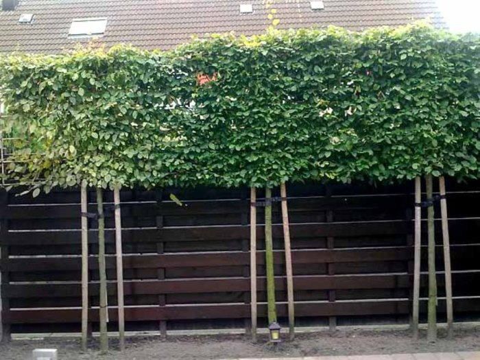 Сплошной забор с зелёной верхушкой - идеальный вариант для тех, кто хочет скрыться от назойливых соседей.