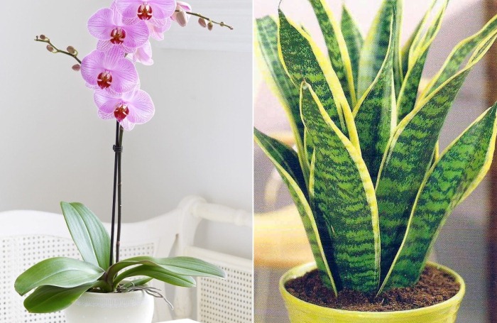 Комнатные растения | Домашние цветы
