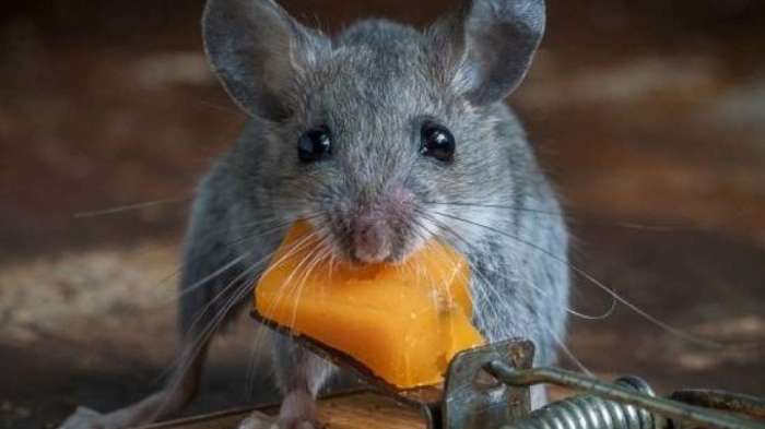 Мышки не любят соблюдать гигиену. /Фото: xcook.info
