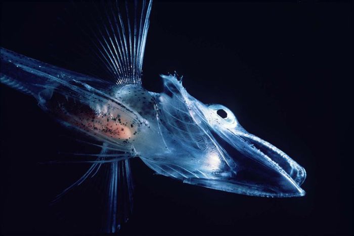 Ледяная рыба (лат. Champsocephalus gunnari). /Фото: en.es-static.us
