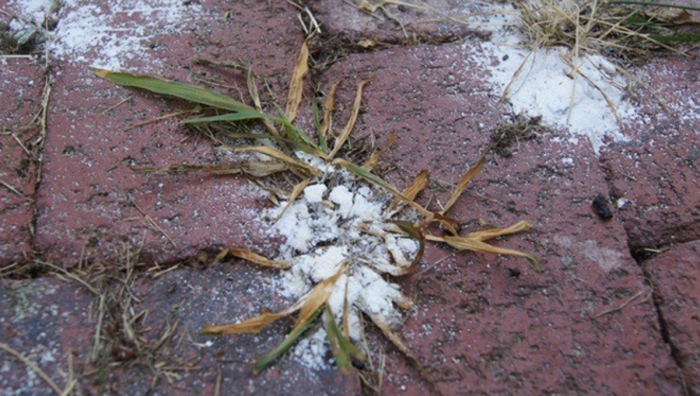 Посыпаем солью землю для неурожая сорняков. /Фото: tipsmag.nl