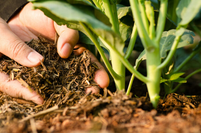 Мульчирование компостом экономит время и помогает растениям быть крепче и красивее. /Фото: rdplastics.nl