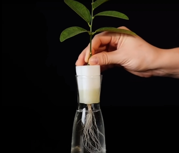 Есть эффективный метод, который позволит ускорить рост нового цитрусового дерева. /Фото: youtube.com